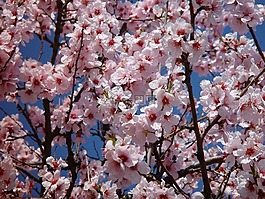 开花,杏仁花,春天