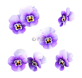 鮮花,野生花卉,透明