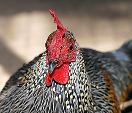 哈恩,頭,鳥
