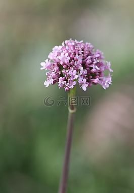 綠色,粉紅色,花卉