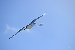 天空,飛行,鳥