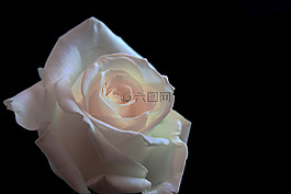 玫瑰,花,愛情