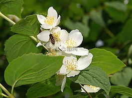 布什,葉子,鮮花