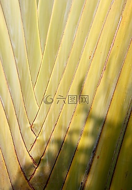 棕櫚,廠,綠色