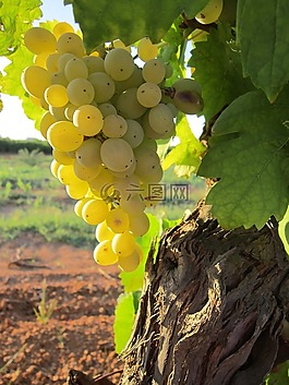 葡萄,太陽,廠