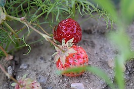 草莓,紅色,自然
