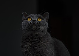英国短毛猫,宿醉,猫