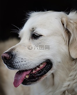野生動物攝影,寵物攝影,狗