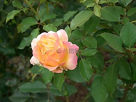 玫瑰,園,夏