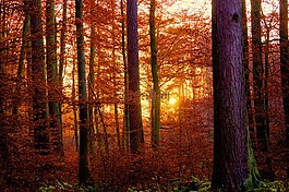 森林,日落,abendstimmung