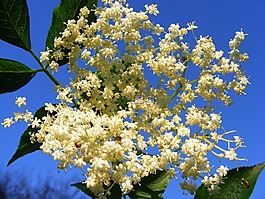 自然,鮮花,花園