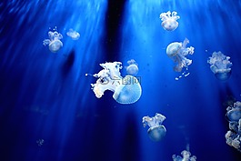 海蜇,水族館,藍色