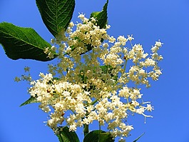 自然,鮮花,花園