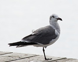 海鷗,鳥(niǎo),白