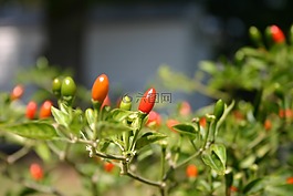 红色,胡椒,植物