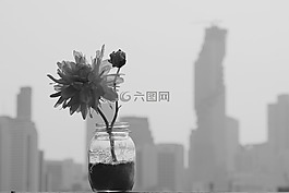 玫瑰,花瓶,花束
