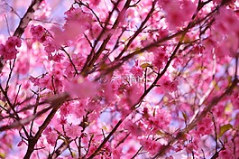 花,開花,盛開