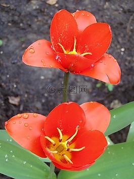 郁金香,朵紅色的花,關(guān)閉