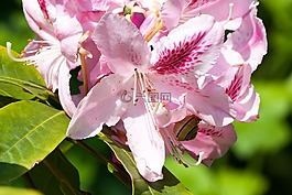 杜鹃,traub 笔记,doldentraub