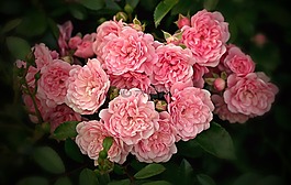 性質(zhì),鮮花,地面覆蓋玫瑰