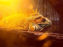 鬣蜥,爬行動物,動物