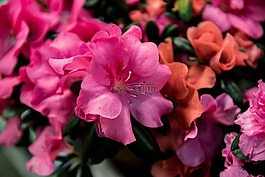 杜鹃花,开花,粉红色