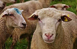 羊,動物,草地