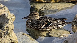 鳧,阿納斯querquedula,鴨