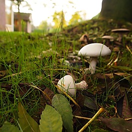 蘑菇,白,草