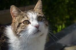 猫,吉汉吉尔,伊斯坦布尔