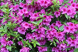 映山紅,花,灌木