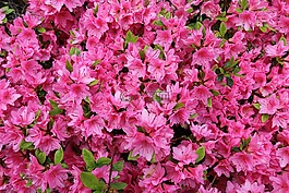 映山紅,花,粉紅色