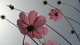 粉紅色的花,重點(diǎn),花