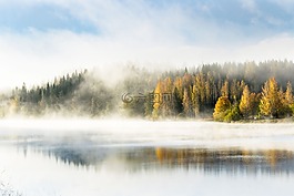 森林,霧,湖