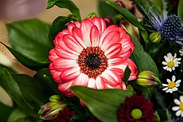 非洲菊,鮮花,schnittblume