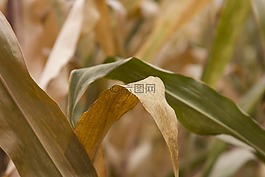 玉米,黃色,橙色