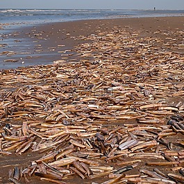 貝殼,海灘,海