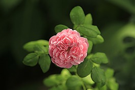 花卉,植物,性質(zhì)