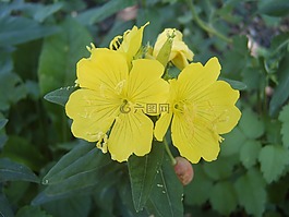 月見草,黃花,花園