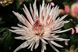 菊花,花,開花