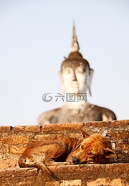 狗,佛,黃金