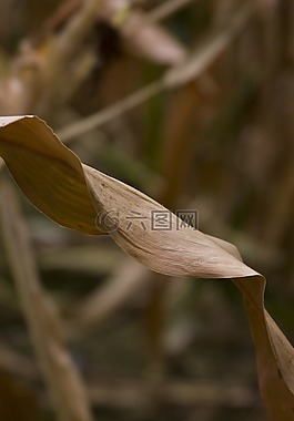玉米,黃色,橙色