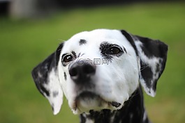 dalmatians,狗,動物