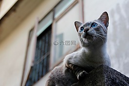 猫,泰国,爪