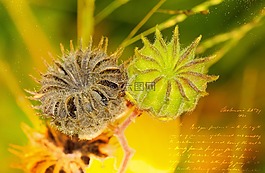 罌粟,廠,芽