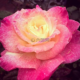 玫瑰,花,粉紅色