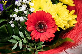 非洲菊,鮮花,花束