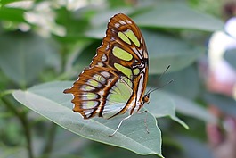 蝴蝶,昆蟲(chóng),關(guān)閉