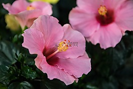 芙蓉,開花,花