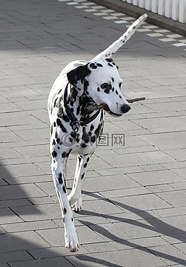 dalmatians,狗,動物